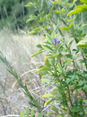Medicago sativa sativa