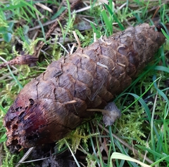 Strobilurus esculentus