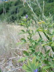 Medicago sativa sativa