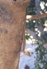 Anolis scriptus scriptus