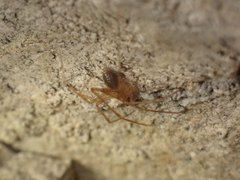 Nesticus