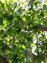 Terminalia catappa