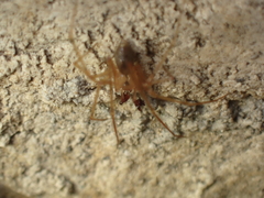 Nesticus