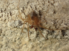 Nesticus