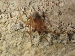 Nesticus