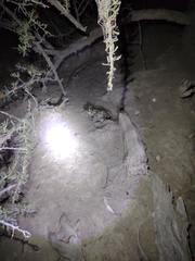 Leptodactylus bufonius