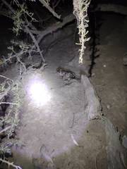 Leptodactylus bufonius