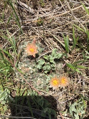 Escobaria missouriensis