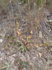 Penstemon cyananthus cyananthus