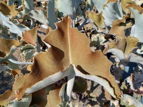Velvet-leaf