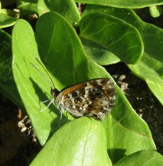 Aricoris campestris
