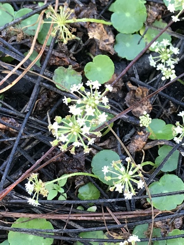 Hydrocotyle umbellata image