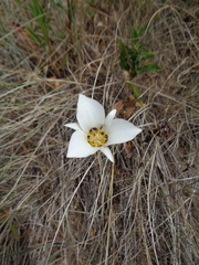 Calochortus bruneaunis