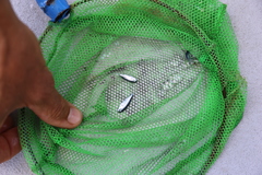 Rubyfish photo 2