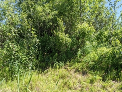 Salix pseudomyrsinites