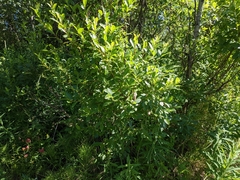 Salix pseudomyrsinites