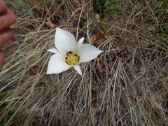 Calochortus bruneaunis