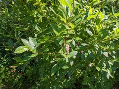 Salix pseudomyrsinites