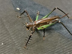 Venatorellus viridipedes