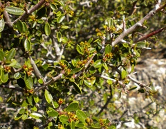 Rhamnus myrtifolia