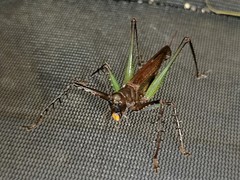 Venatorellus viridipedes