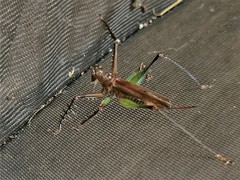 Venatorellus viridipedes
