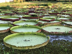 Victoria boliviana, photograph Andy Jordan, CC BY, iNaturalist via GBIF