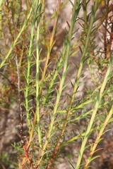 Athanasia juncea