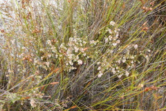 Erica pilosiflora