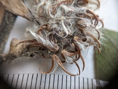 Salix pseudomyrsinites