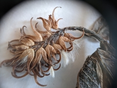 Salix pseudomyrsinites