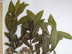 Salix pseudomyrsinites