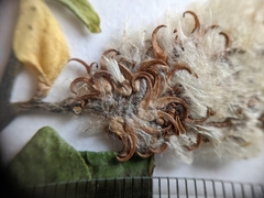 Salix pseudomyrsinites