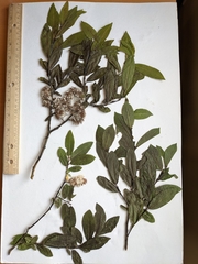 Salix pseudomyrsinites