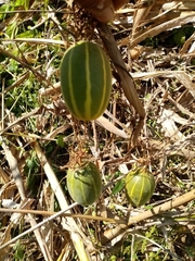 Polyclathra cucumerina