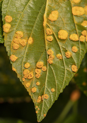 Puccinia coronati-calamagrostidis