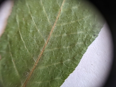 Salix pseudomyrsinites