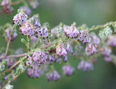 Erica eriocephala