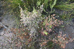 Erica eriocephala