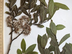 Salix pseudomyrsinites