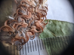 Salix pseudomyrsinites