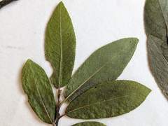 Salix pseudomyrsinites