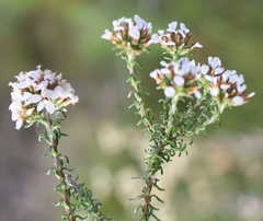 Disparago ericoides