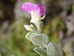 Podalyria variabilis