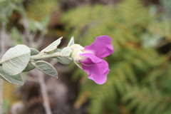 Podalyria variabilis