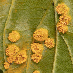 Puccinia coronati-calamagrostidis