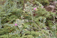 Podalyria variabilis