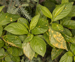 Puccinia coronati-calamagrostidis