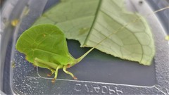 Typophyllum mortuifolium