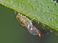 Stenopsocidae